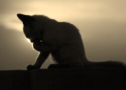 Szary + Sepia