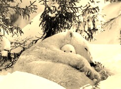 Szary + Sepia