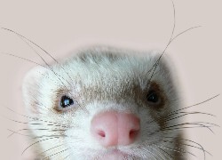 Oryginalny obrazek