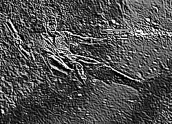 Skamielina