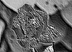 Skamielina