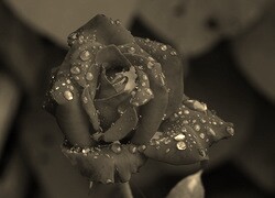Szary + Sepia