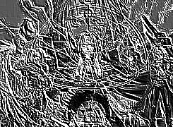 Skamielina