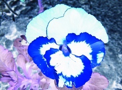 Negatyw
