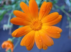 Oryginalny obrazek