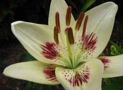 Oryginalny obrazek