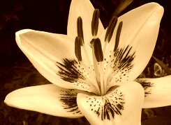 Sepia