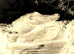 Sepia + Negatyw