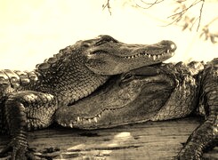 Szary + Sepia