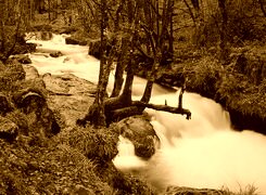 Sepia