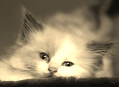 Szary + Sepia