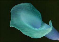 Negatyw