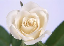 Oryginalny obrazek