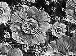 Skamielina
