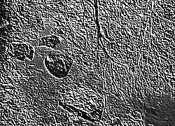 Skamielina