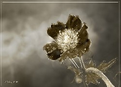 Oryginalny obrazek