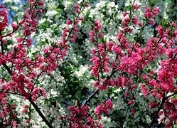 Oryginalny obrazek