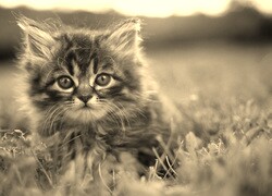 Sepia