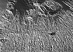Skamielina