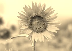 Szary + Sepia