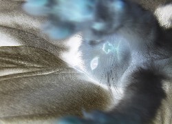 Negatyw