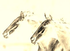 Sepia + Negatyw