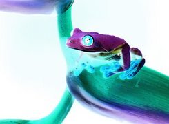 Negatyw