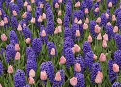 Oryginalny obrazek
