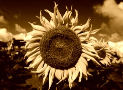 Sepia