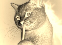 Sepia + Negatyw