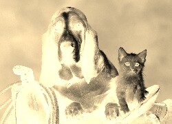 Sepia + Negatyw