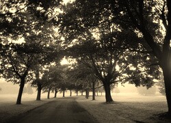Szary + Sepia