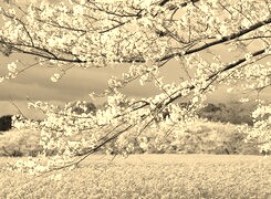 Szary + Sepia