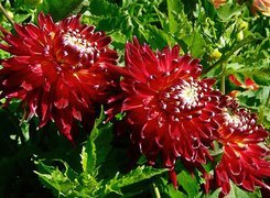 Oryginalny obrazek