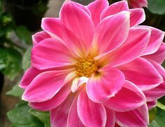 Oryginalny obrazek