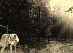 Szary + Sepia