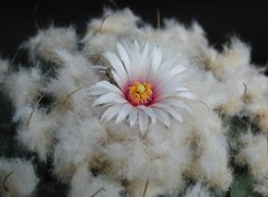 Oryginalny obrazek