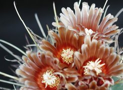 Oryginalny obrazek