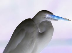Negatyw