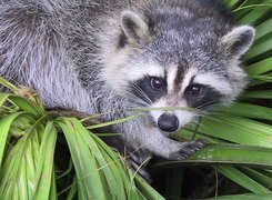 Oryginalny obrazek