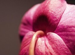 Oryginalny obrazek