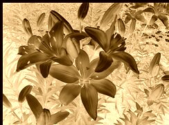 Sepia + Negatyw