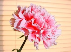 Oryginalny obrazek