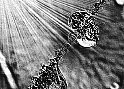 Skamielina