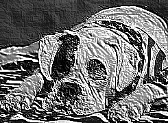 Skamielina
