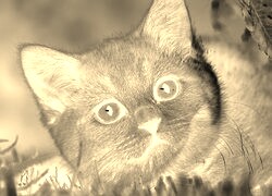 Sepia + Negatyw