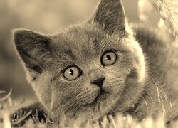 Szary + Sepia