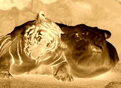 Sepia + Negatyw