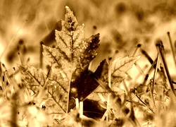 Sepia + Negatyw