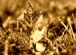 Sepia